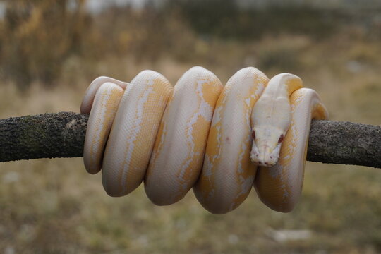 Albino python on tree trunk