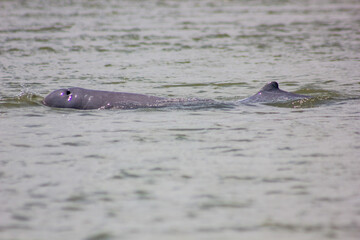 Irrawaddy round nosed dolphin, Mekong River, Kratie, Cambodia