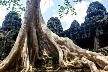 Twisted tree, Banteay Kdei, a 12th-century Buddhist temple in Angkor Thom, near Angkor Wat,...