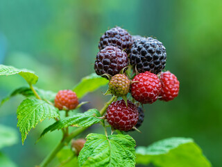 Close-up of growing ripe and unripe Black raspberries (Rubus occidentalis L.) on stem in garden. Detail of fresh fruit with green leaves. Organic farming, healthy food, BIO viands, back to nature