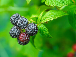 Close-up of growing ripe Black raspberries (Rubus occidentalis L.) on stem in garden. Detail of fresh fruit with green leaves. Organic farming, healthy food, BIO viands, back to nature concept.