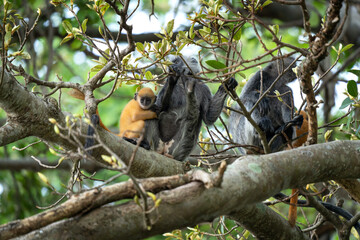 The Indochinese silvered langur with the orange baby on the tree. Silvered langurs in the Vietname's forest. Wild monkeys in Vietnam. 