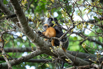 The Indochinese silvered langur with the orange baby on the tree. Silvered langurs in the Vietname's forest. Wild monkeys in Vietnam. 