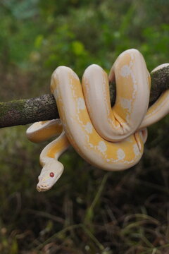 Albino python on tree trunk