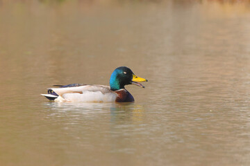 Handsome male mallard duck green head paddling on a pond. 