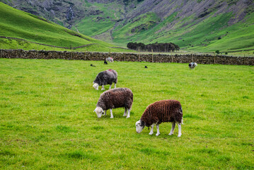 Sheep with beautiful curly brown fleece grazes on fresh green grass in a farmyard at the foot of the Lake District fells 2 © Kyaw Thiha
