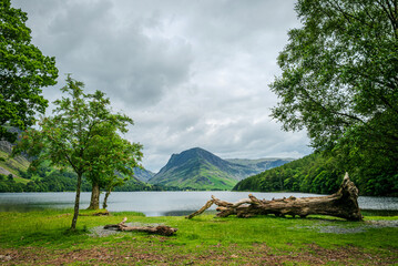 Summer landscape from Buttermere Lake’s shore featuring a large dead tree lying in the...