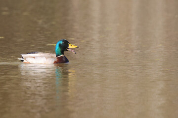 Obraz premium Handsome male mallard duck green head paddling on a pond. 