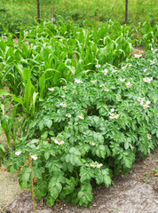 Potatoes grow and flourish in a lush garden with corn nearby.Healthy young potato plant in organic farm.
