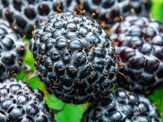 Close-up of ripe Black raspberries (Rubus occidentalis L.) showing seeds. Detailed surface macro shot of texture of fresh fruit. Organic farming, healthy food, BIO viands, back to nature concept.