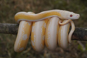 Albino python on tree trunk