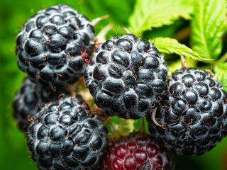 Close-up of growing ripe Black raspberries (Rubus occidentalis L.) on stem in garden. Detail of fresh fruit with green leaves. Organic farming, healthy food, BIO viands, back to nature concept.