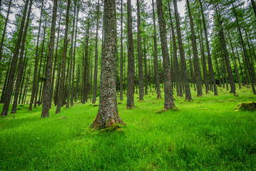 Crop of a forest base with evenly spaced straight tree trunks standing on gently curving hills...