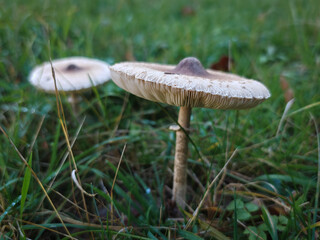 Alarge parasol mushroom growing in a grassy clearing, photographed during early autumn in a forest meadow.