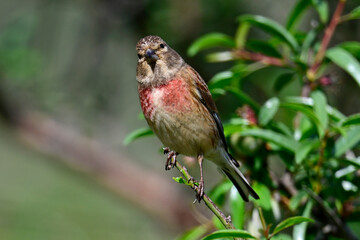 Bluthänfling - Männchen in einem Mandelbaum // Common linnet - male in an almond tree (Linaria cannabina)