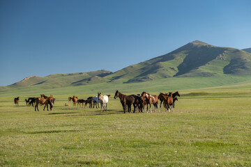 Herd of free run horses graze at the highland mountain farm pasture. Sunny summer day, blue sky and mountains in the background. Song Kul lake, Kyrgyzstan, Naryn Region, Central Asia.