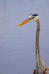 Great blue heron closeup headshot against blurry blue water background in habitat. 
