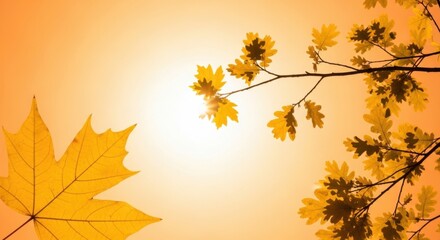 Obraz premium Golden Autumn Leaves Illuminated by Soft Sunlight