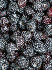 Pile of fresh harvested ripe Black raspberries (Rubus occidentalis L.). Full frame. Harvesting blackberry fruit with green leaves. Organic farming, healthy food, BIO viands, back to nature concept.