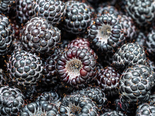Pile of fresh harvested ripe Black raspberries (Rubus occidentalis L.). Full frame. Harvesting blackberry fruit with green leaves. Organic farming, healthy food, BIO viands, back to nature concept.