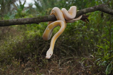 Albino python on tree trunk