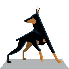Doberman in motion
