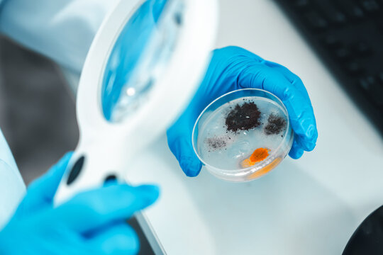 Close-up of gloved hands holding a petri dish with visible mold and fungi colonies during laboratory inspection using a magnifying glass. Concept of contamination, microbiology, and fungus culture.