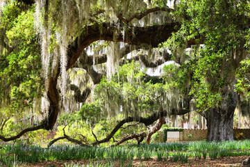 Beautiful southern low country garden scape of live oak trees, azaleas, and Spanish moos making an idealic serene antebellum atmosphere. 