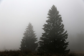 schwarzwald in der nähen von Hofsgrund im herbst bei nebel und grauen wetter