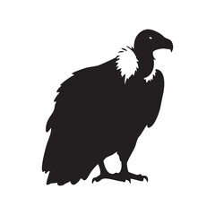 Fototapeta premium Black silhouette of a vulture bird with a white collar isolated on white background silhouette