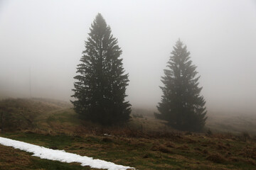 schwarzwald in der nähen von Hofsgrund im herbst bei nebel und grauen wetter