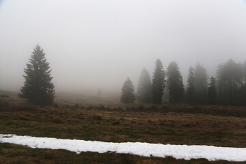 schwarzwald in der nähen von Hofsgrund im herbst bei nebel und grauen wetter