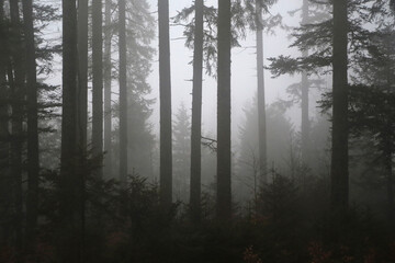 schwarzwald in der nähen von Hofsgrund im herbst bei nebel und grauen wetter
