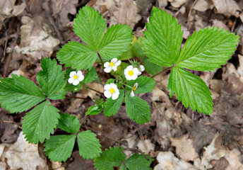 Close-up of wild strawberries with white flowers on a background of brown leaves