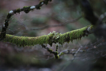 Detailaufnahme in einem Wald im Schwarzwald im Winter