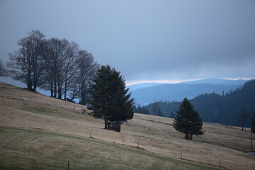 schwarzwald in der nähen von Hofsgrund im herbst bei nebel und grauen wetter