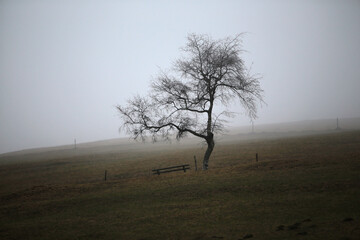 schwarzwald in der nähen von Hofsgrund im herbst bei nebel und grauen wetter