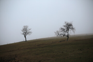 schwarzwald in der nähen von Hofsgrund im herbst bei nebel und grauen wetter