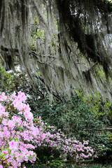 Beautiful southern low country garden scape of live oak trees, azaleas, and Spanish moos making an idealic serene antebellum atmosphere. 