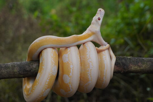 Albino python on tree trunk