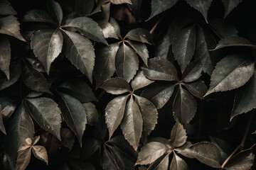 green leaves background