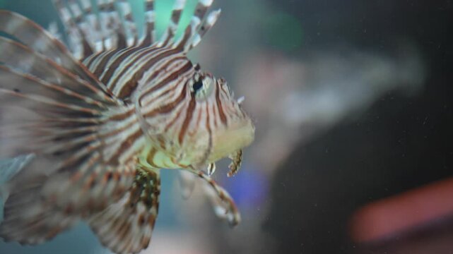 A fish with a long tail and a mouth full of food. The fish is swimming in a tank