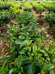 Green tea tree leaves field young tender bud herbal Green tea tree in camellia sinensis organic farm. Close up Fresh Tree tea plantations mountain green nature in herbal farm plant background morning.