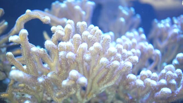 A close up of a coral reef with many small white flowers. Concept of wonder and beauty, as the intricate details of the coral and its inhabitants are captured. The bright colors of the coral