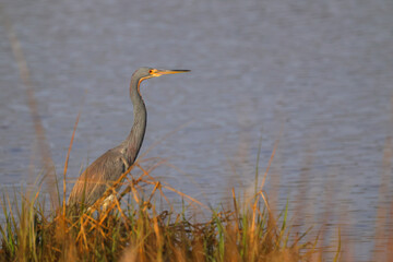 Great blue heron in saltwater marsh habitat. 