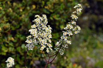 White flowers of Spiraea hypericifolia on the branches