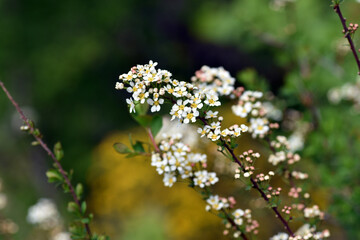 White flowers of Spiraea hypericifolia during spring