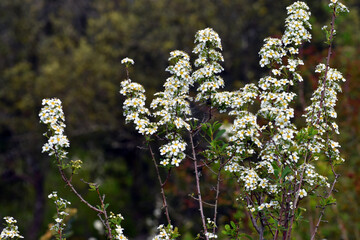 White flowers of Spiraea hypericifolia on the branches