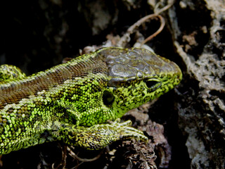 Zauneidechse mit KI erstellt+bearbeitet