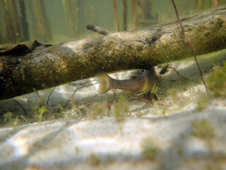 Male Fathead minnow (Pimephales promelas) guarding a clutch of eggs laid on the underside of a submerged stick along the margin of a boreal lake, underwater perspective of nesting behavior. 